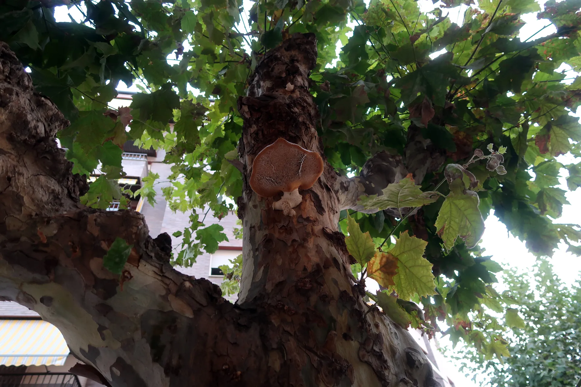 Polyporus squamosus - 1 - IMG_3691
